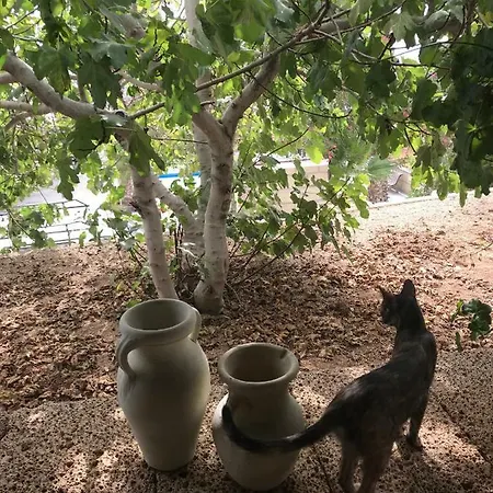 El Cortijo サンミゲル・デ・アボナ