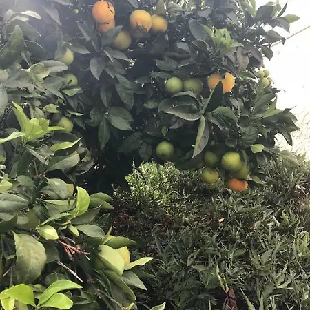 El Cortijo * San Miguel de Abona