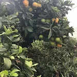 El Cortijo * Σαν Μιγκέλ ντε Αμπόνα