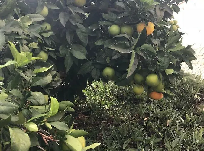 El Cortijo * 산미겔데아보나